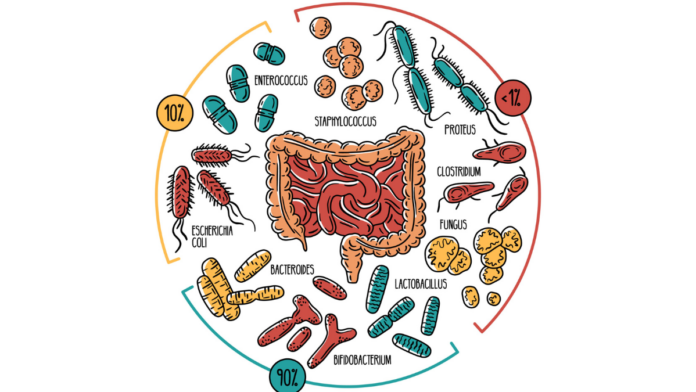 gut microbiome and digestive health