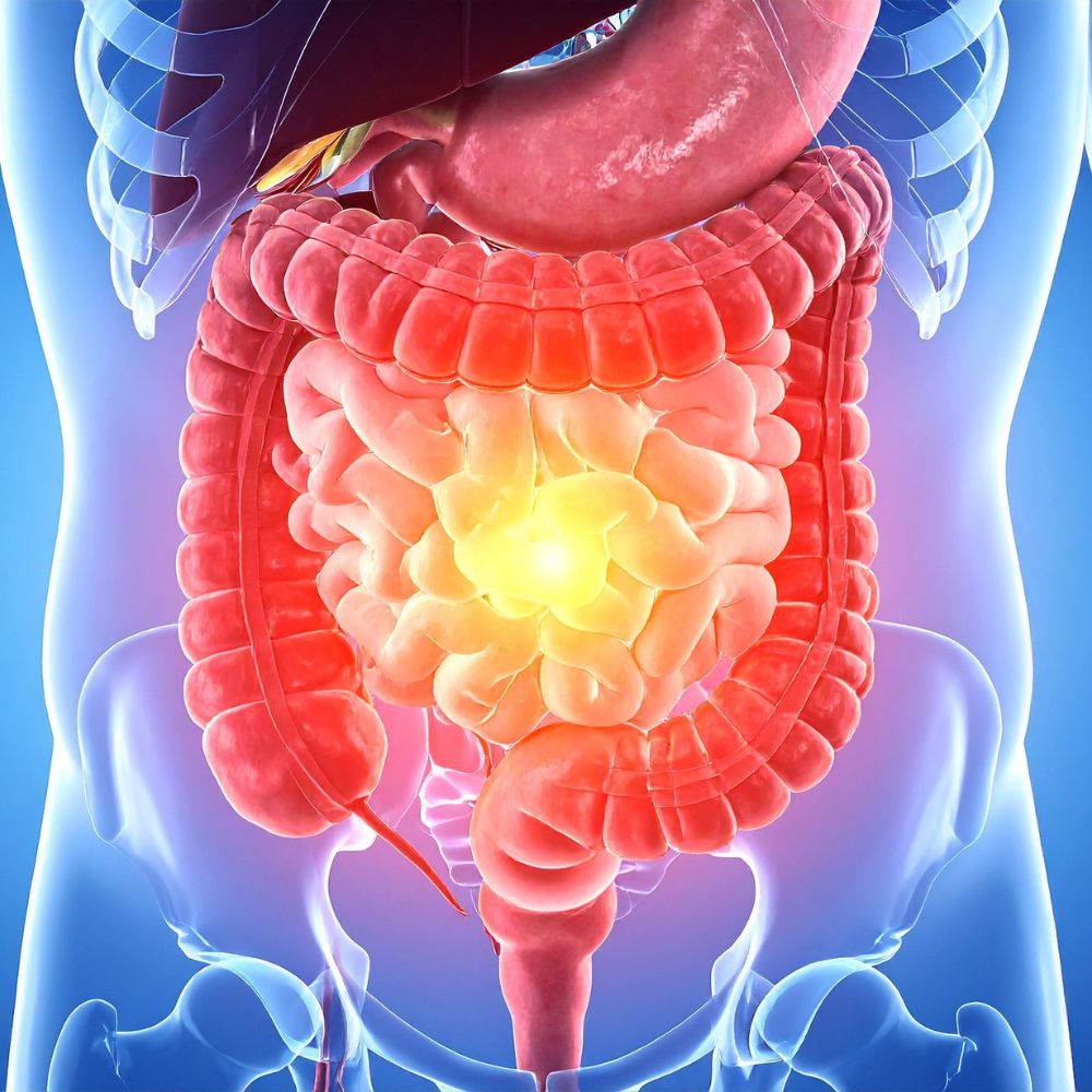 human gut microbiome and microbial diversity